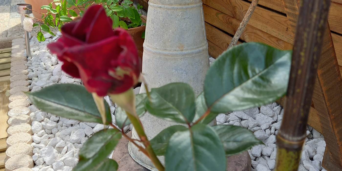 Les roses du jardin