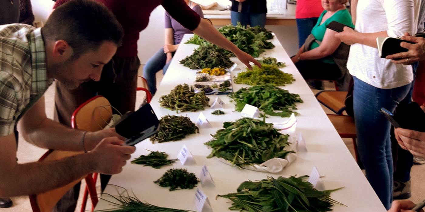 Sortie plantes sauvages comestibles et cuisine avril 2019 (7)