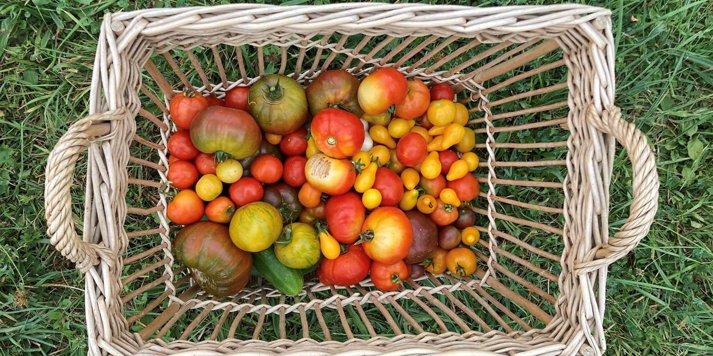 les legumes du potager