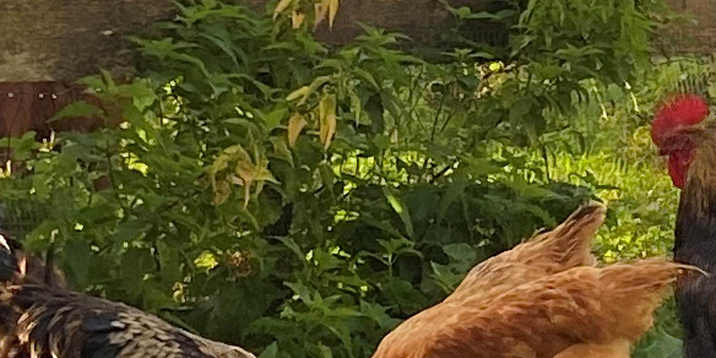 poules-libres-oeufs-frais-ferme-la-perruche-normandie