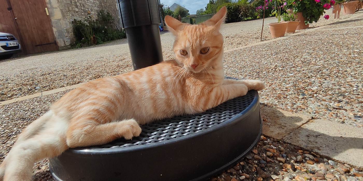 chat-sur-place-habitués aux-visiteurs-affectueux-