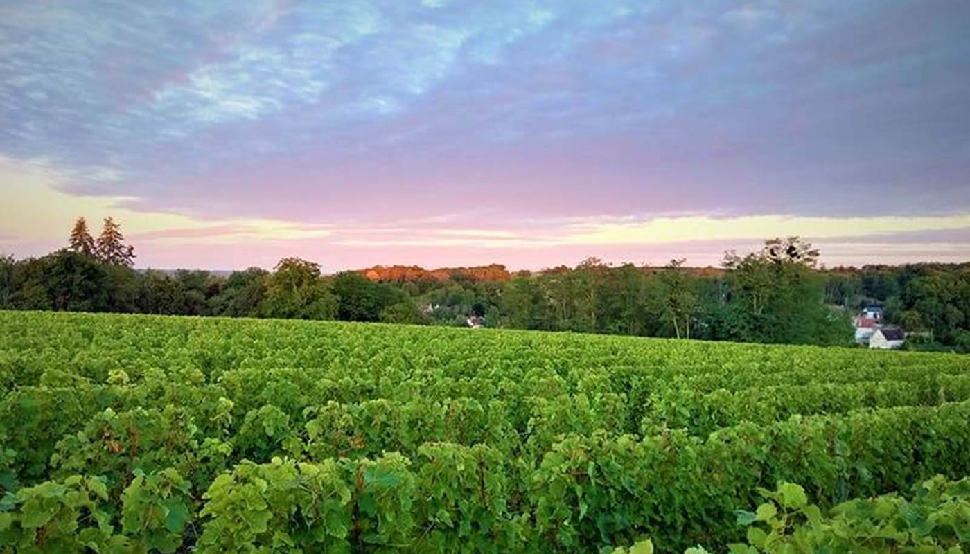 Vignobles Domaine des Tabourelles-photo-page