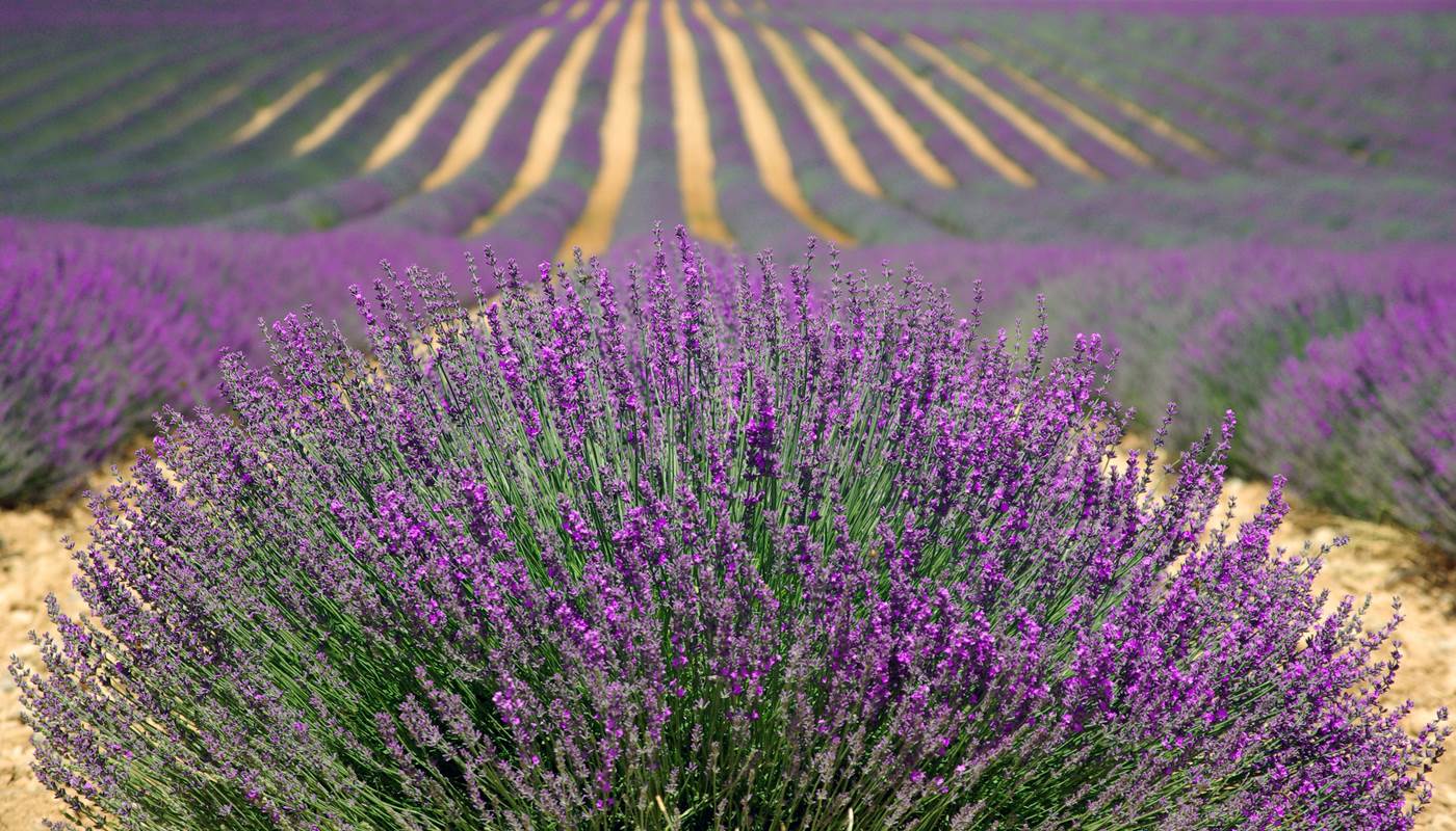 Champs de Lavande en Provence-photo-page