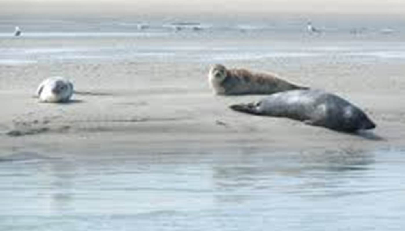 Phoques Berck plage - Location de vélos Berck --photo-page