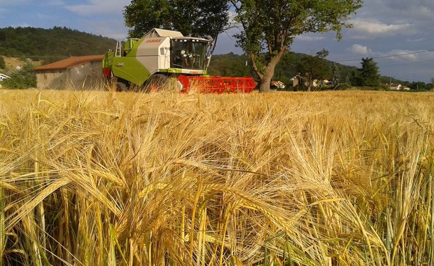 Ferme des delices foreziens, moisson orge, moissoneuse batteuse, claas, st cyr les vignes, loire forez, 42 - Copie