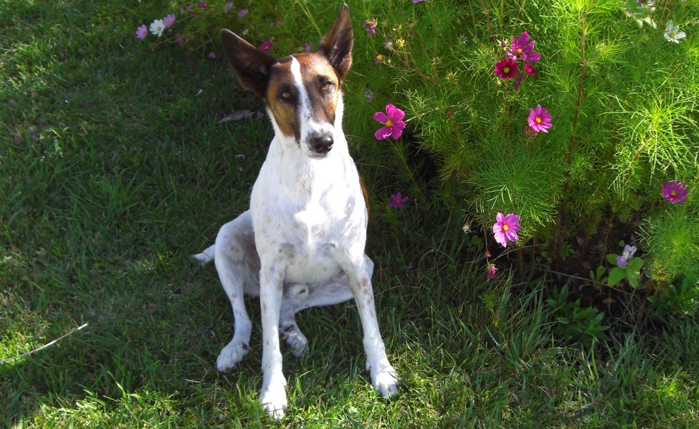 HOTEL AU SANS SOUCI UN CHIEN