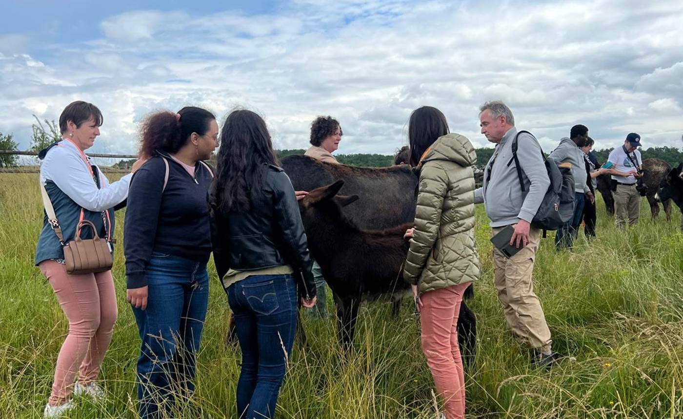 hitton-visite-guidée-troupeau-ânesses