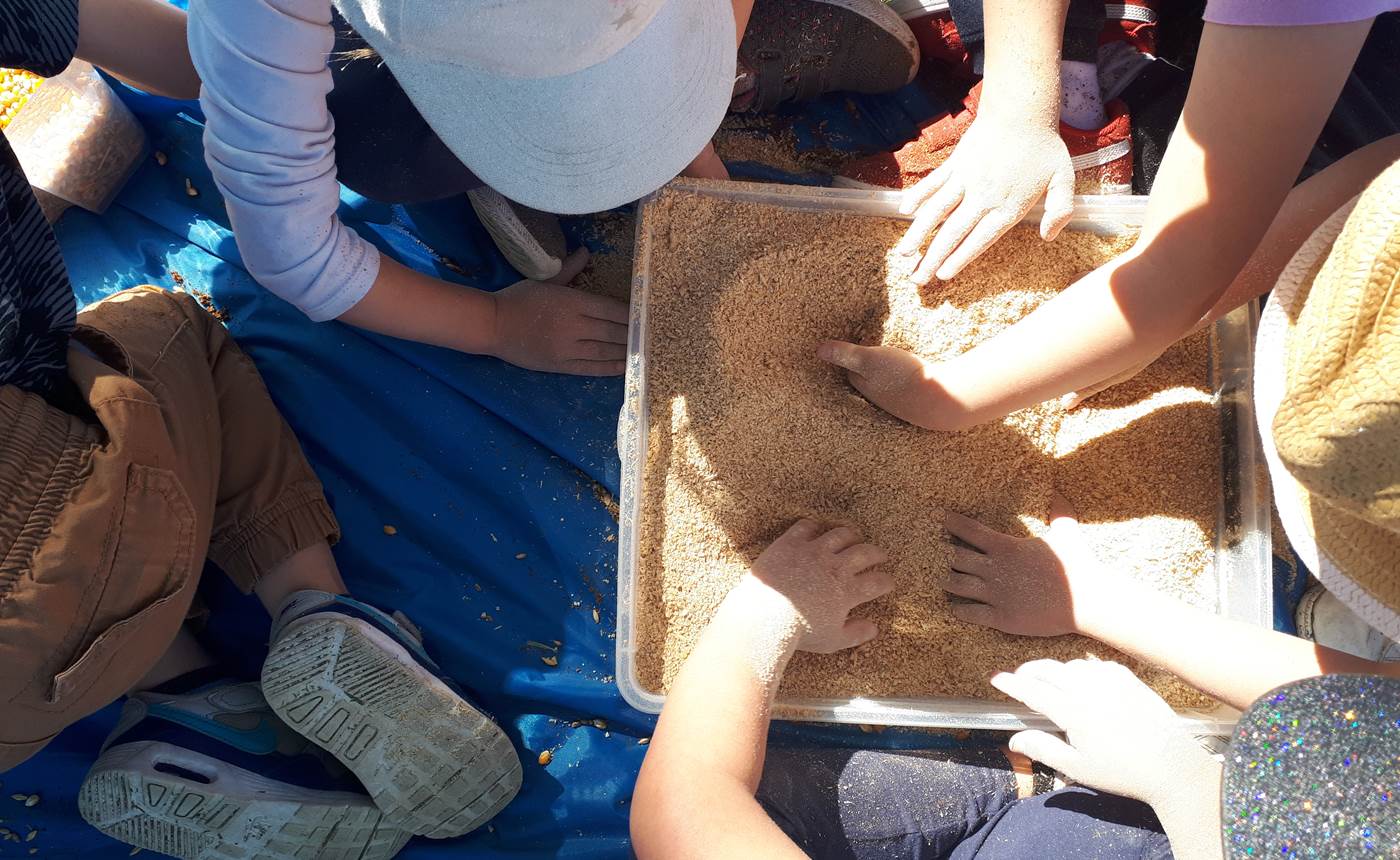 la ferme des delices foreziens, ferme pedagogique, visites familles,boîtes sensorielles,céréales,farine,st cyr les vignes, loire forez, 42