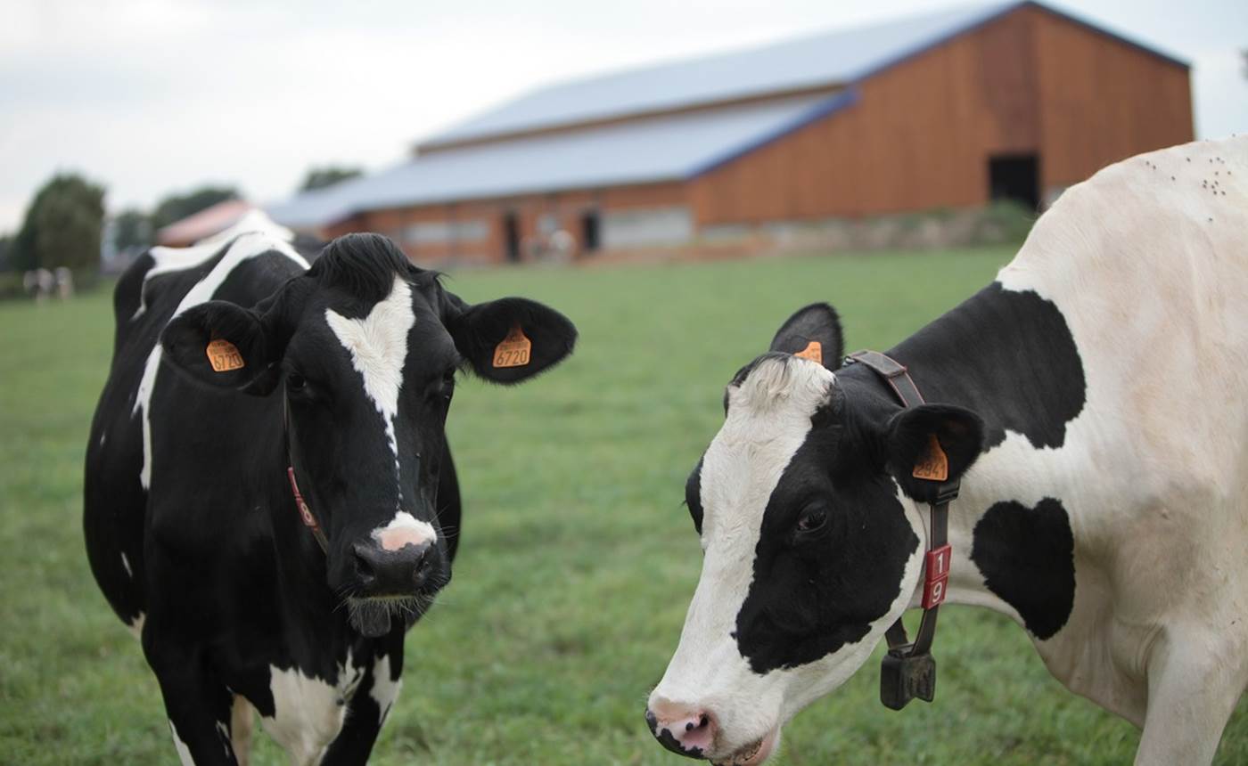 vaches_ferme_des_delices_abphotographies