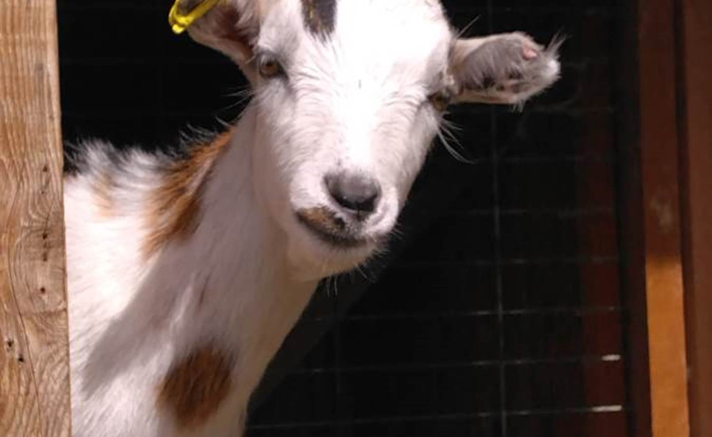 Flocon, le bouc nain !