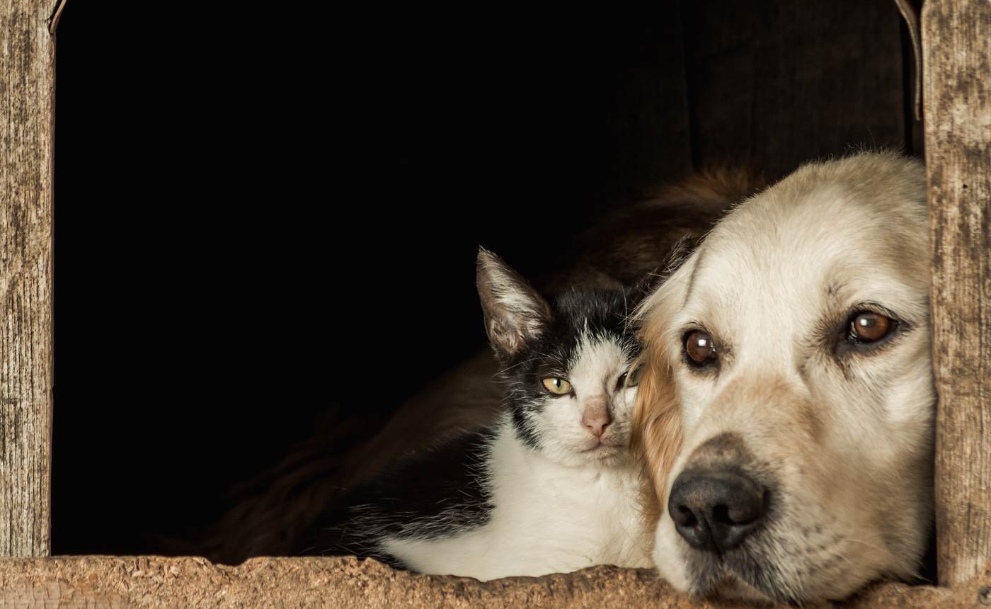 closeup-shot-of-the-snouts-of-cute-dog-and-cat-sitting-cheek-to-cheek
