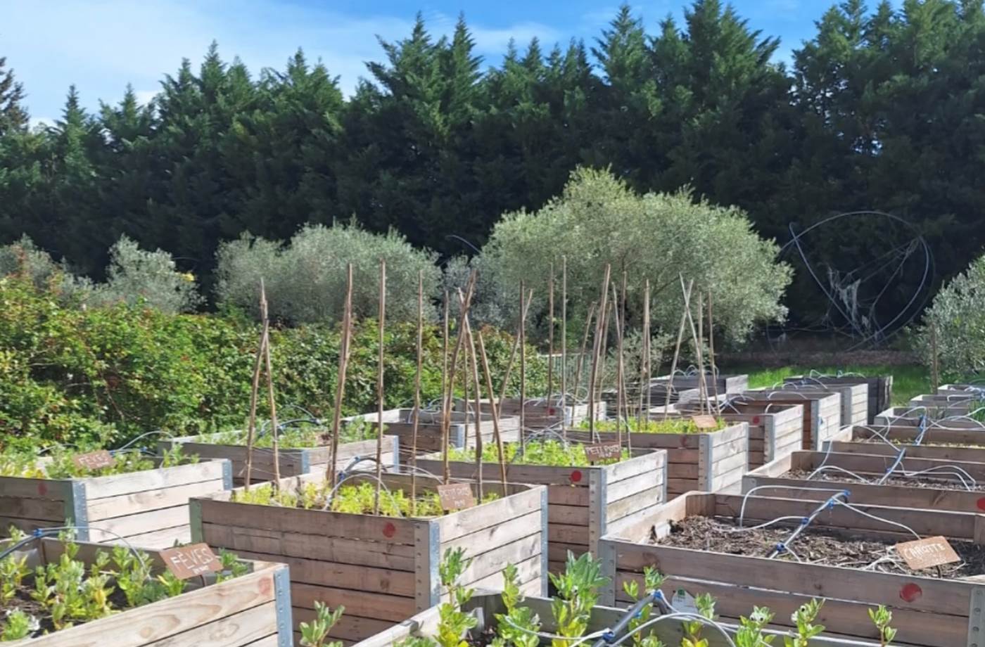 potager bio, Saint Rémy de Provence, Mas des Figues, circuit court, parc Régional des Alpilles