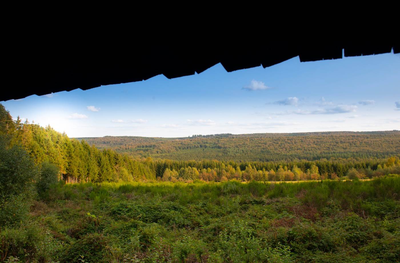 dbcreation.be - Vue de la Forêt de Saint-Hubert