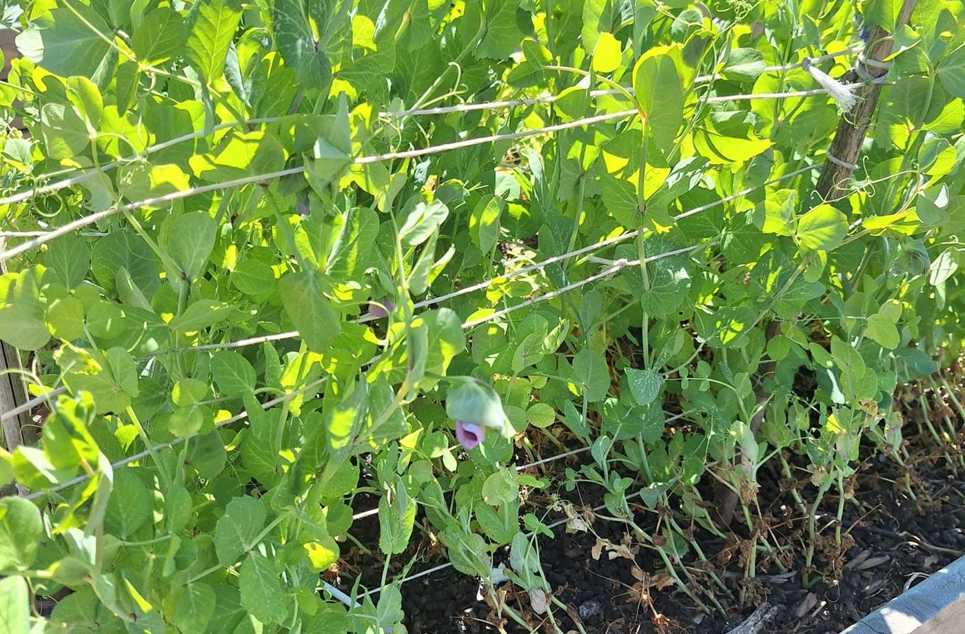 potager bio, Saint Rémy de Provence, Mas des Figues, circuit court, parc Régional des Alpilles
