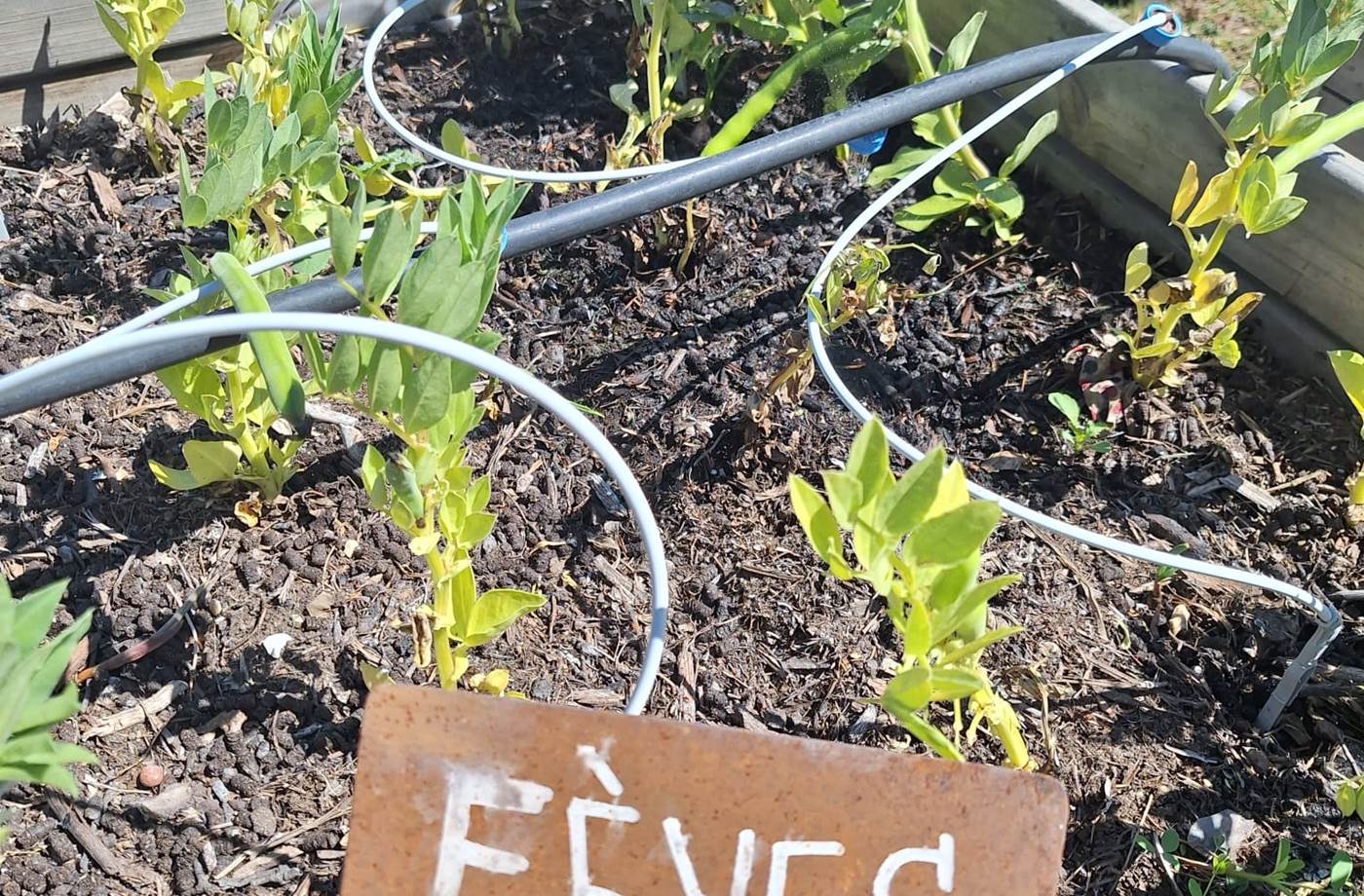 potager bio, Saint Rémy de Provence, Mas des Figues, circuit court, parc Régional des Alpilles