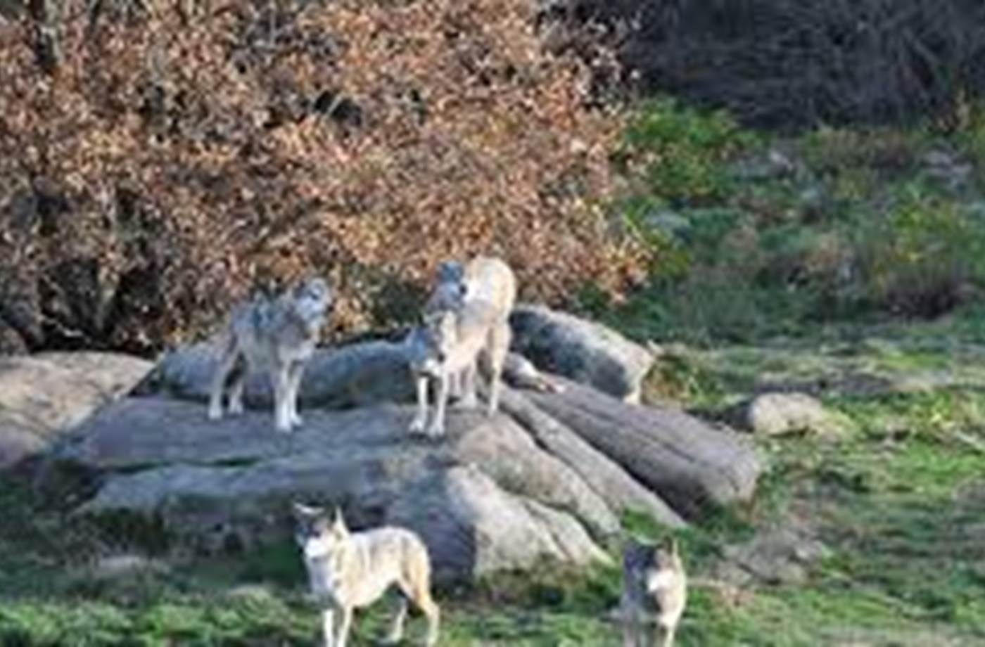 loups de Chabrières