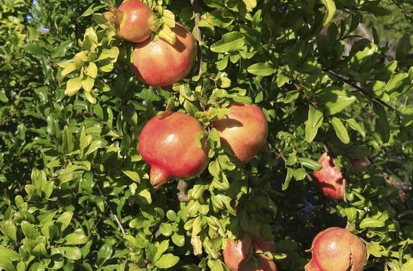 JARDIN MAS DES FIGUES