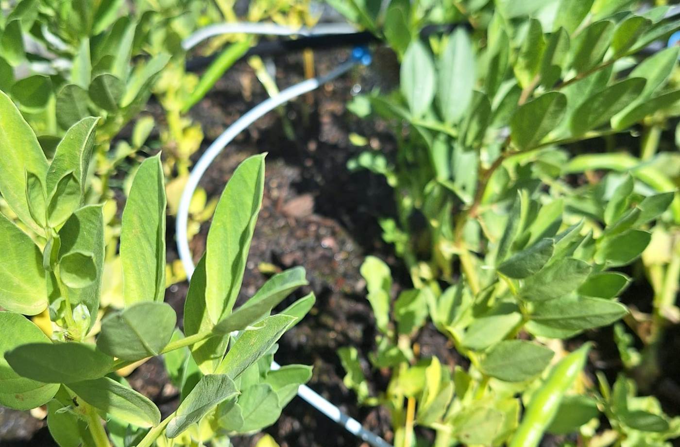 potager bio, Saint Rémy de Provence, Mas des Figues, circuit court, parc Régional des Alpilles