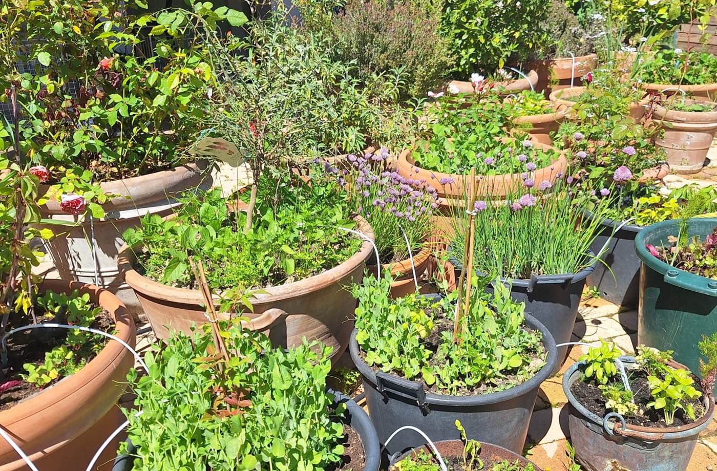 potager bio, Saint Rémy de Provence, Mas des Figues, circuit court, parc Régional des Alpilles