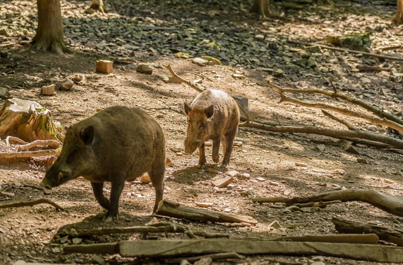 WBT - Jean-Paul Remy - Parc à Gibier de Saint-Hubert