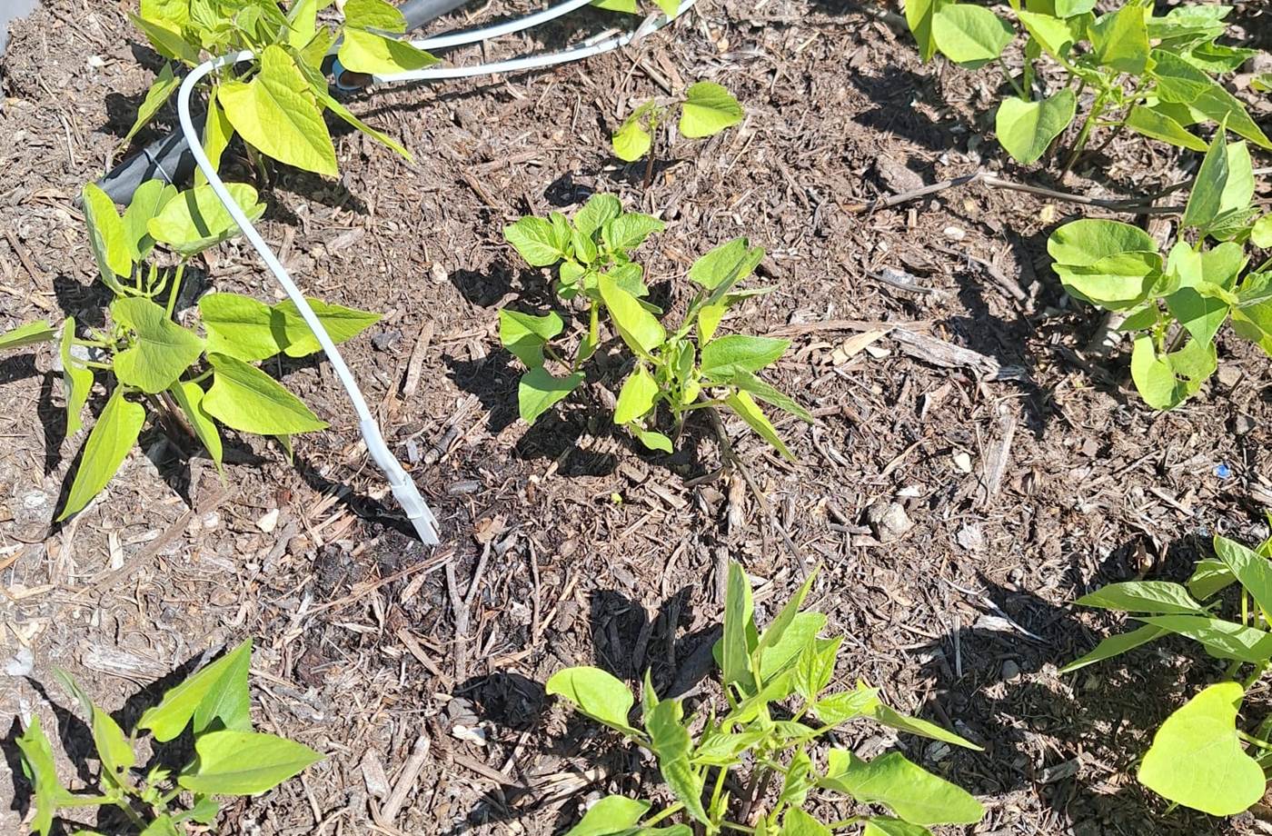 potager bio, Saint Rémy de Provence, Mas des Figues, circuit court, parc Régional des Alpilles