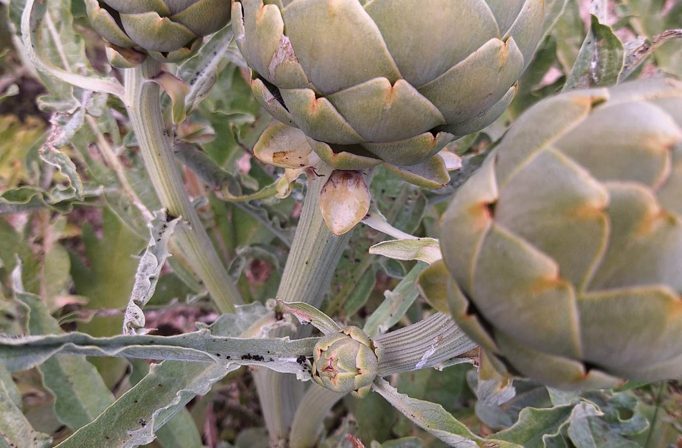potager bio, Saint Rémy de Provence, Mas des Figues, circuit court, parc Régional des Alpilles
