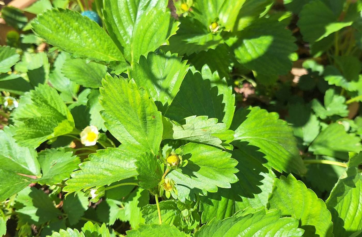 potager bio, Saint Rémy de Provence, Mas des Figues, circuit court, parc Régional des Alpilles