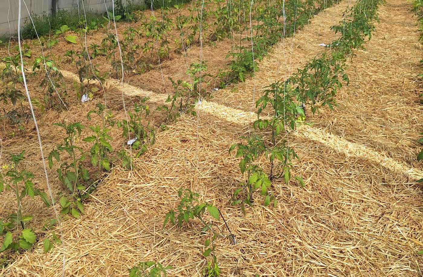 potager bio, Saint Rémy de Provence, Mas des Figues, circuit court, parc Régional des Alpilles