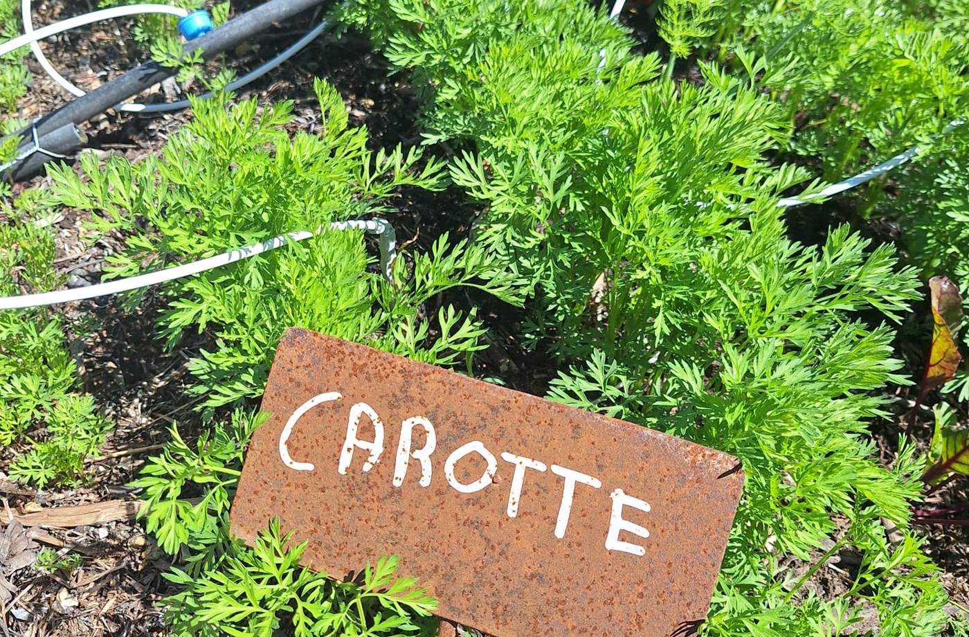 potager bio, Saint Rémy de Provence, Mas des Figues, circuit court, parc Régional des Alpilles