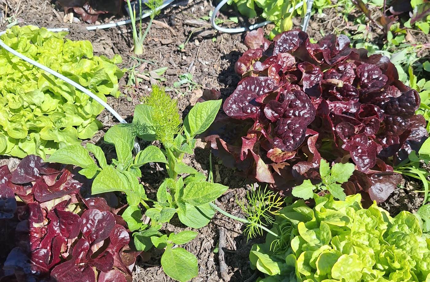 potager bio, Saint Rémy de Provence, Mas des Figues, circuit court, parc Régional des Alpilles, salades