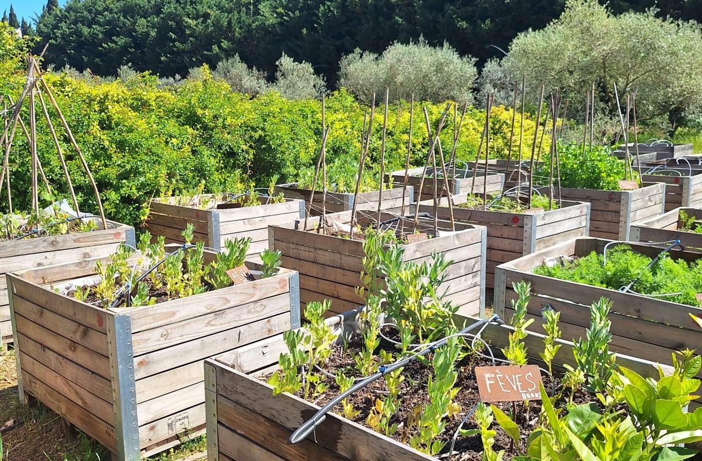 potager bio, Saint Rémy de Provence, Mas des Figues, circuit court, parc Régional des Alpilles