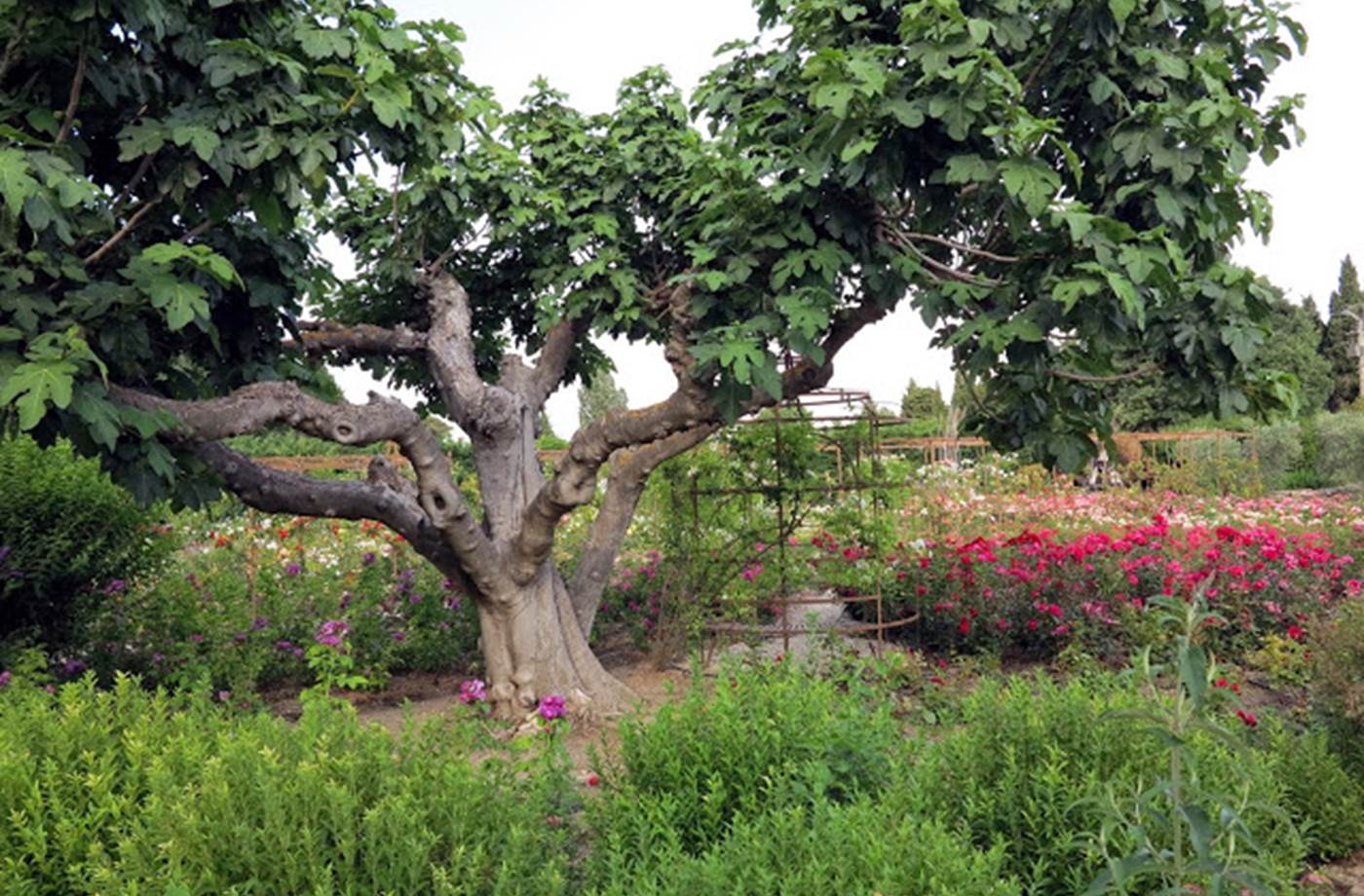 FR1406-3-067L00000 Mas des Figues