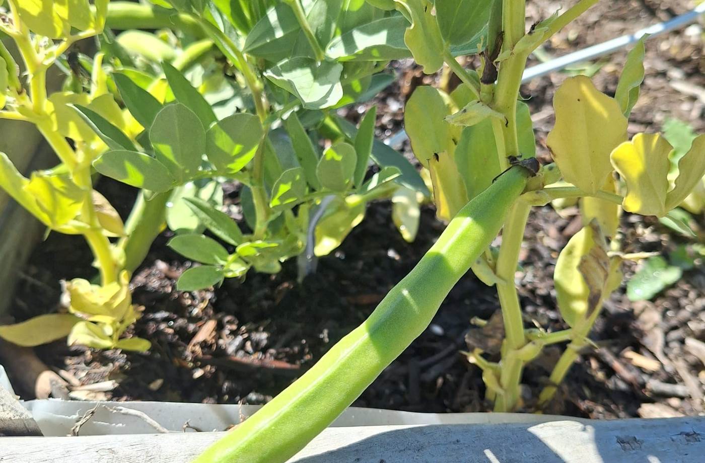 potager bio, Saint Rémy de Provence, Mas des Figues, circuit court, parc Régional des Alpilles