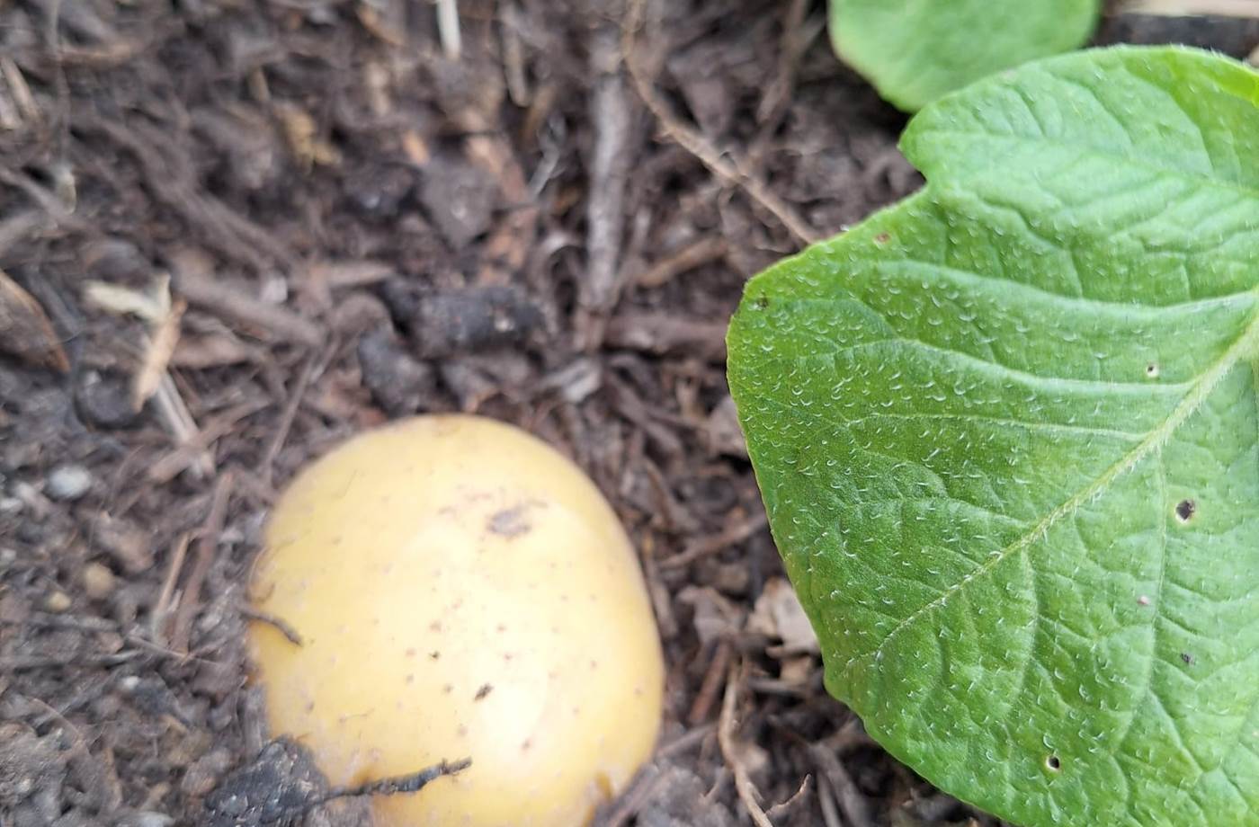 potager bio, Saint Rémy de Provence, Mas des Figues, circuit court, parc Régional des Alpilles, pommes de terre