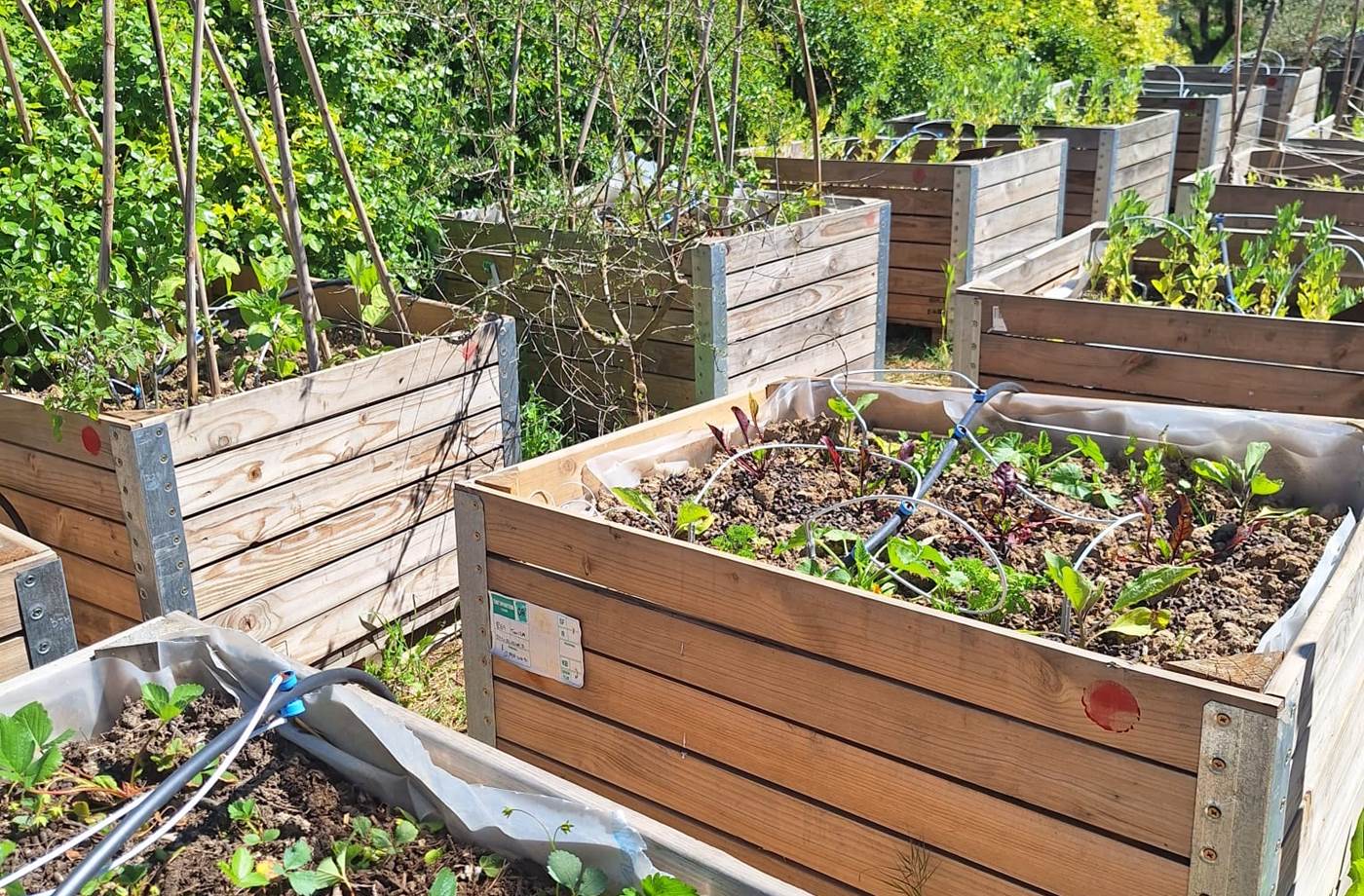 potager bio, Saint Rémy de Provence, Mas des Figues, circuit court, parc Régional des Alpilles