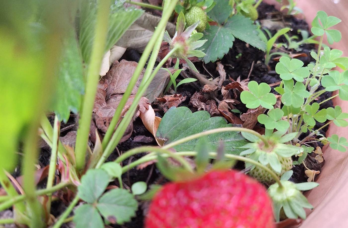 potager bio, Saint Rémy de Provence, Mas des Figues, circuit court, parc Régional des Alpilles