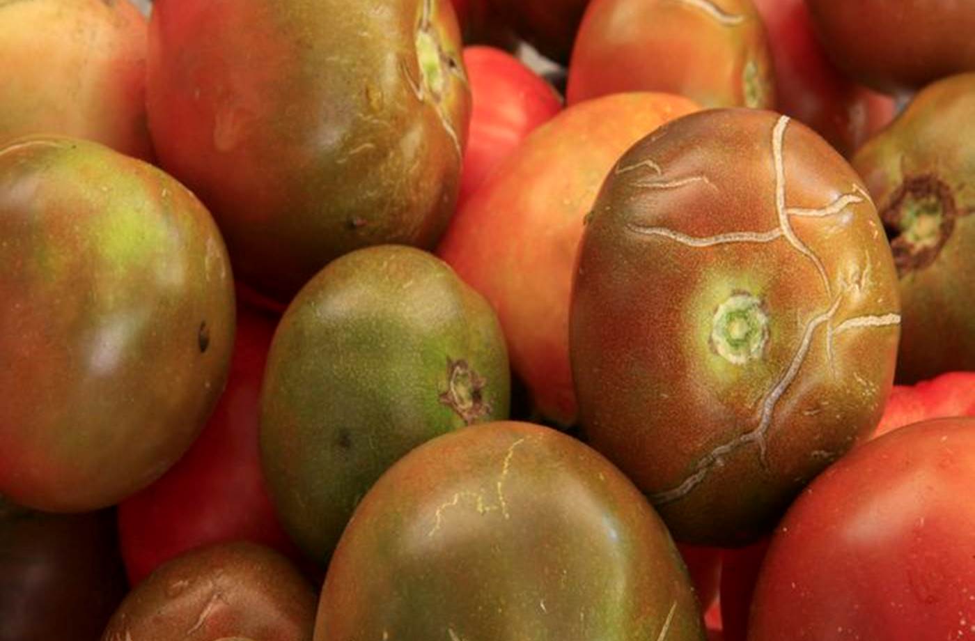 Tomates du jardin du mas des figues