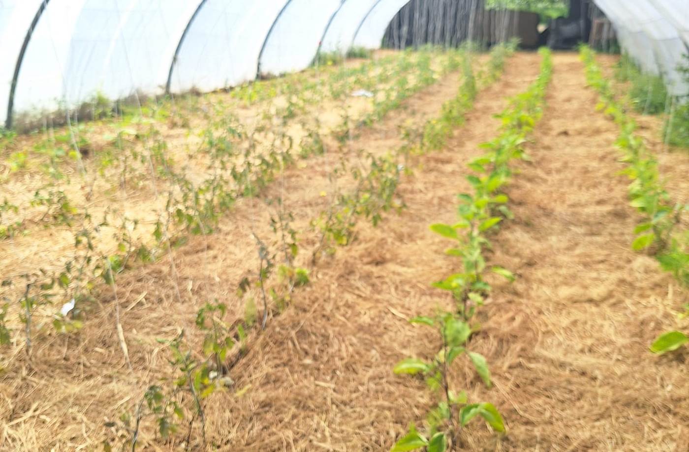 potager bio, Saint Rémy de Provence, Mas des Figues, circuit court, parc Régional des Alpilles, tomates