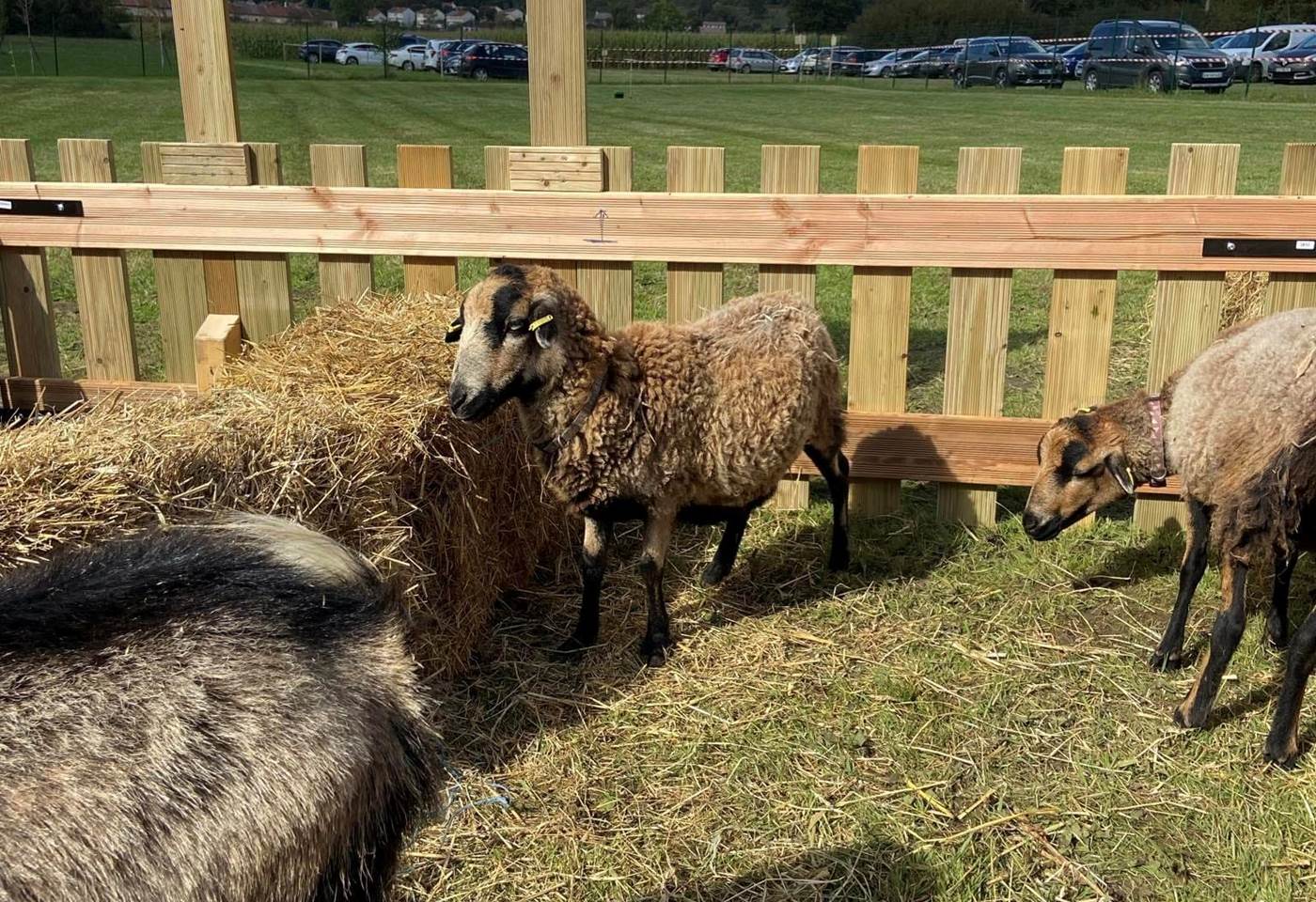 462195473_1056894573105738_5758784481420770338_n