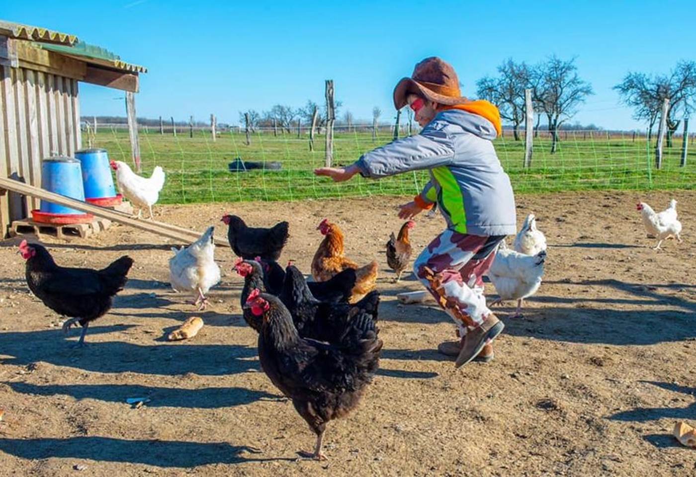 Danse avec les poules