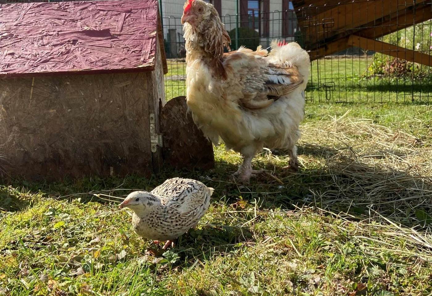 461947874_1056894403105755_5511359894378912715_n