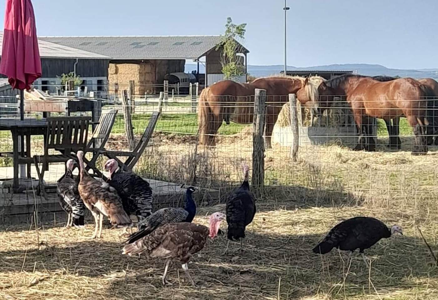 438222668_932492838879246_6542653390262614688_n