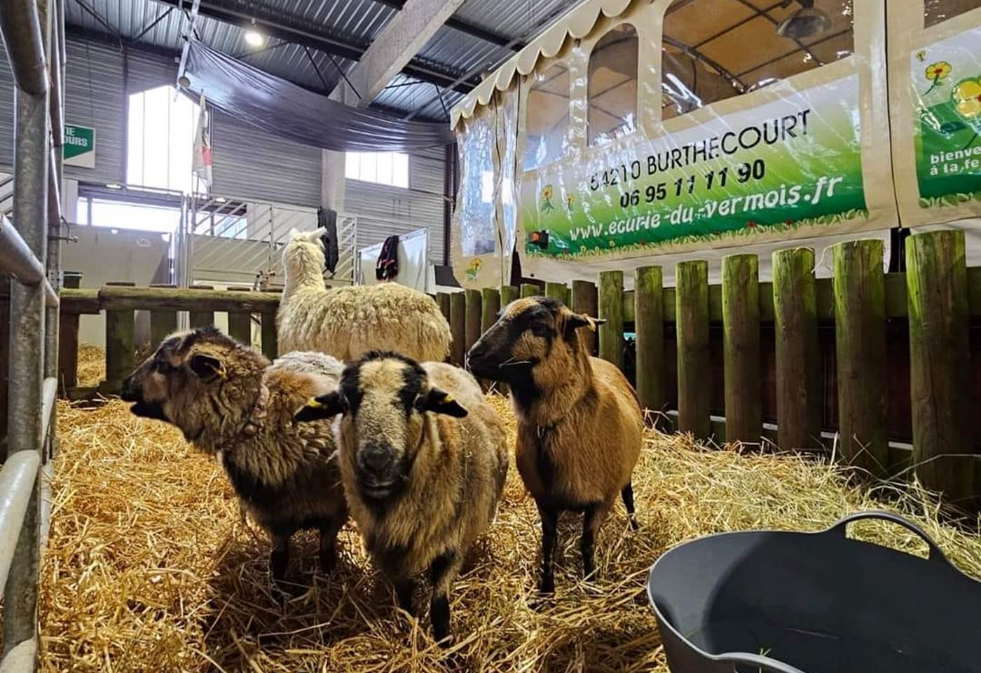 437595460_932492552212608_5586641391329327020_n