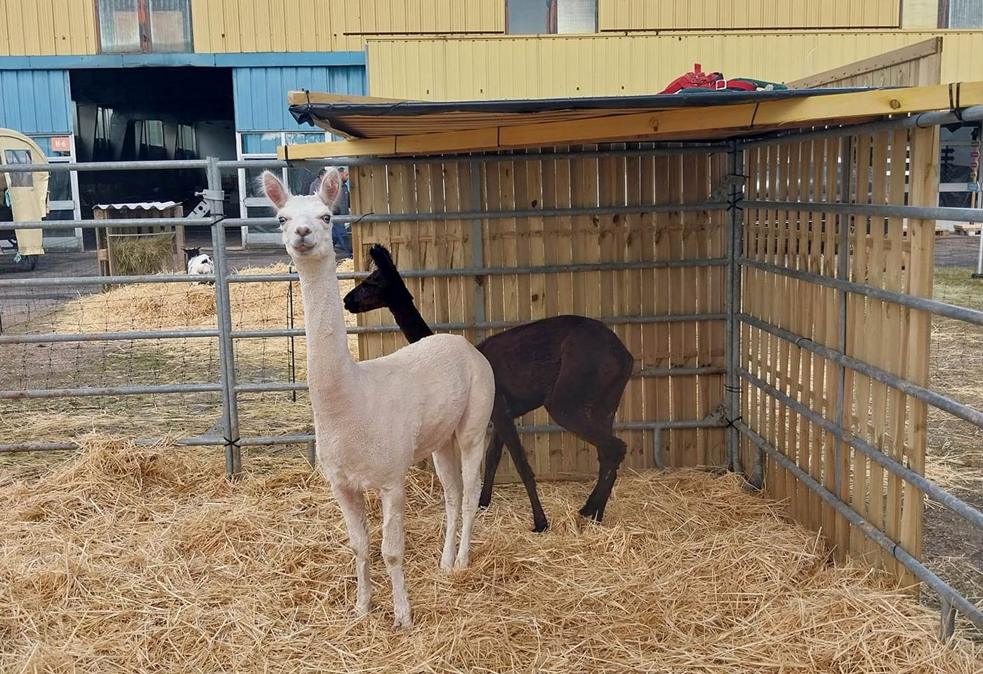 445361125_964185705709959_1206690833263769480_n