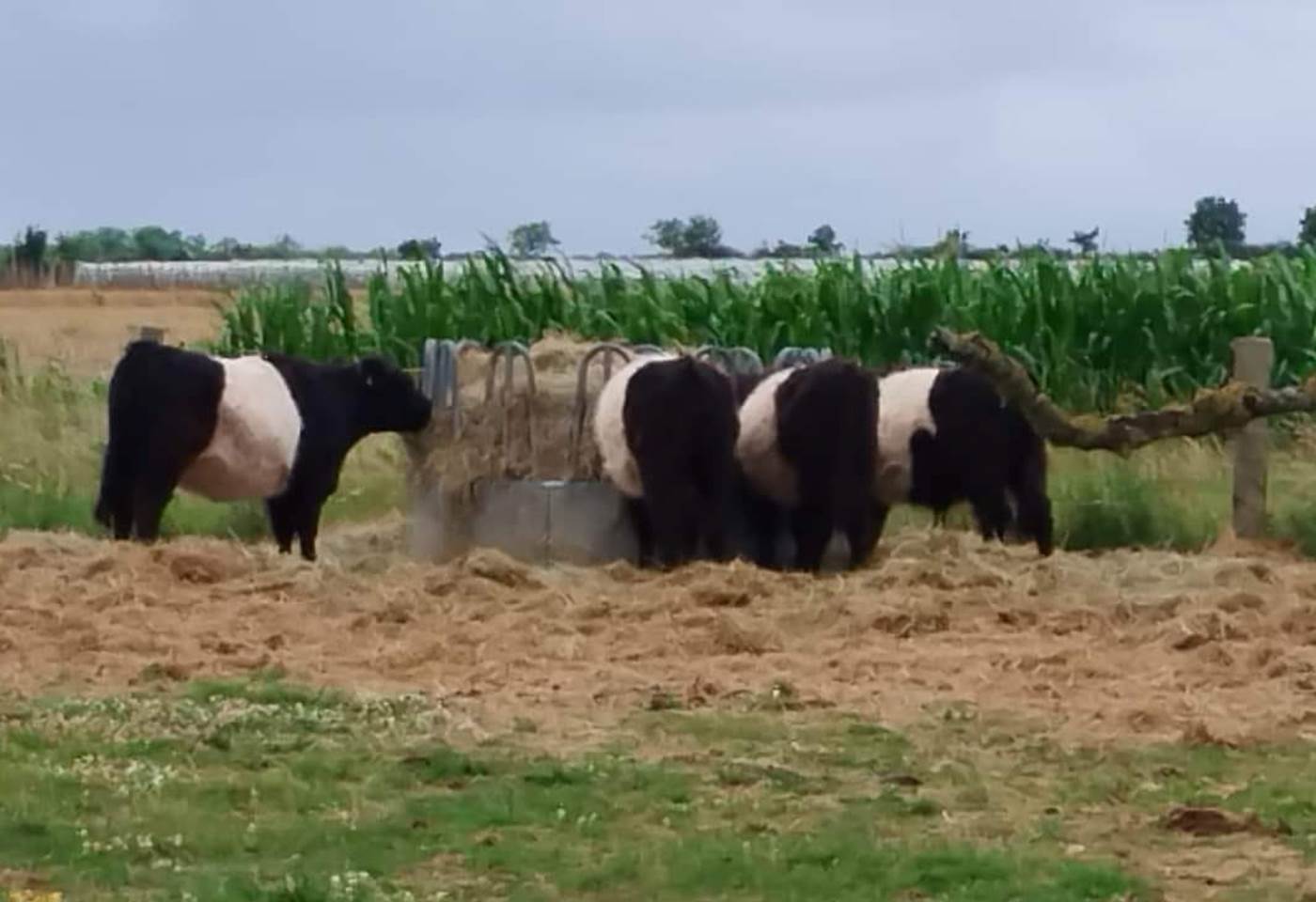 452708934_1001543428640853_2865162110929308813_n