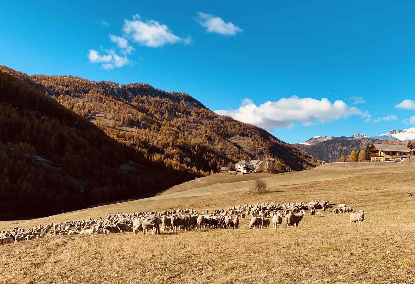 troupeau-vallée