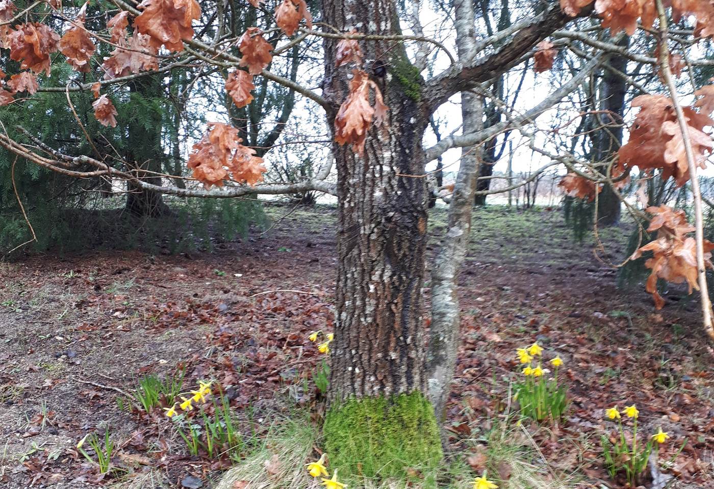 Jonquilles au printemps