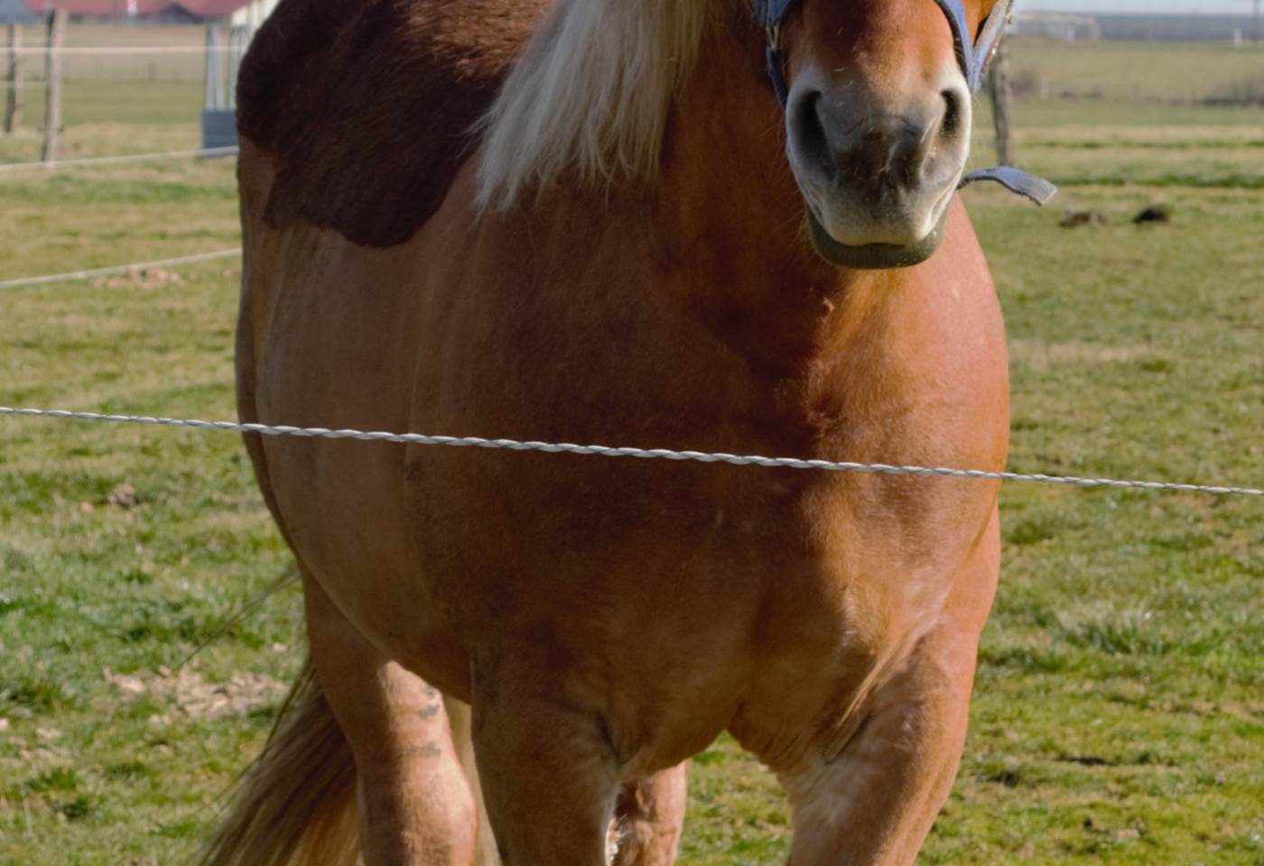 Gaston, notre fidèle comtois.