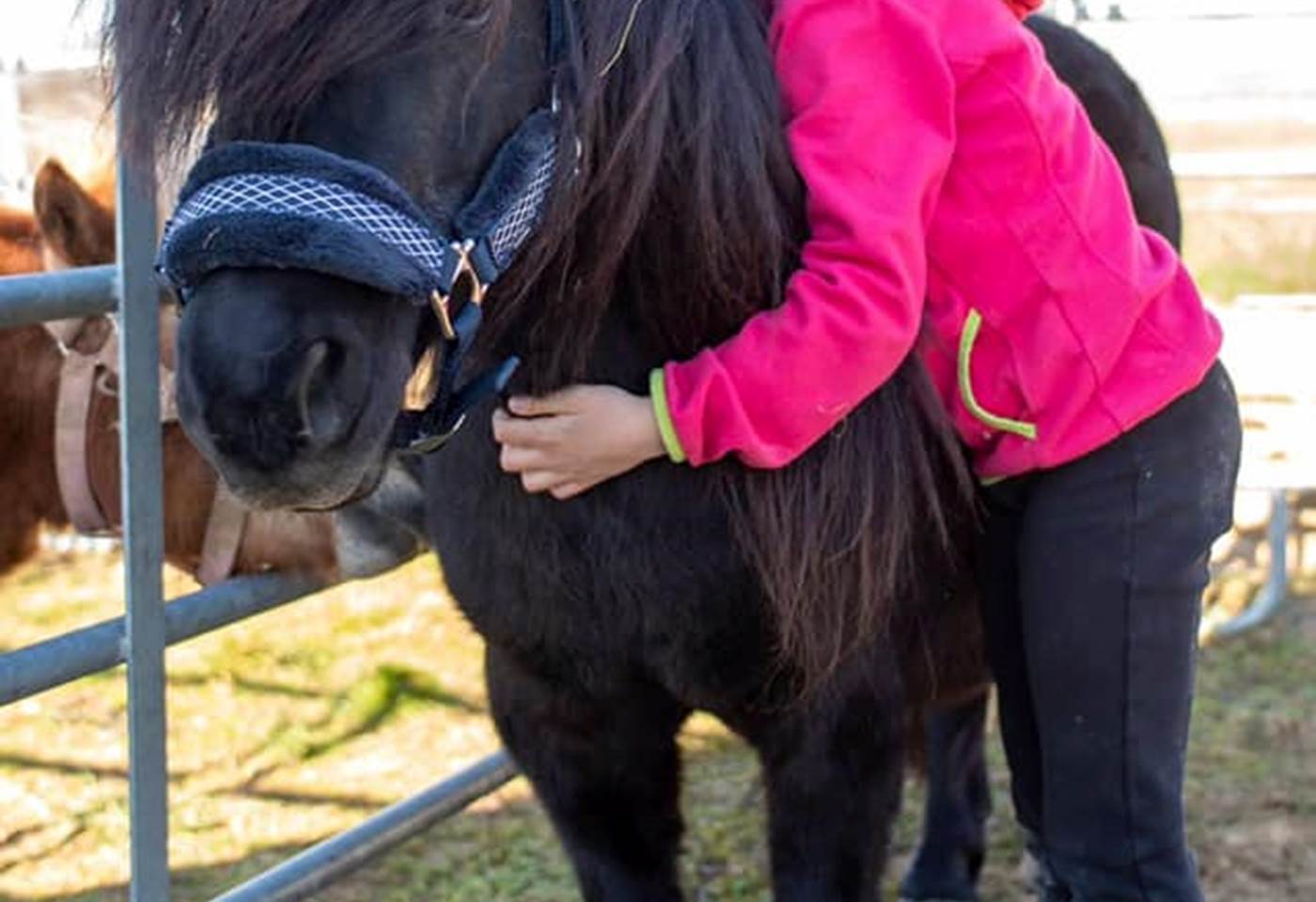 Câlins aux poneys
