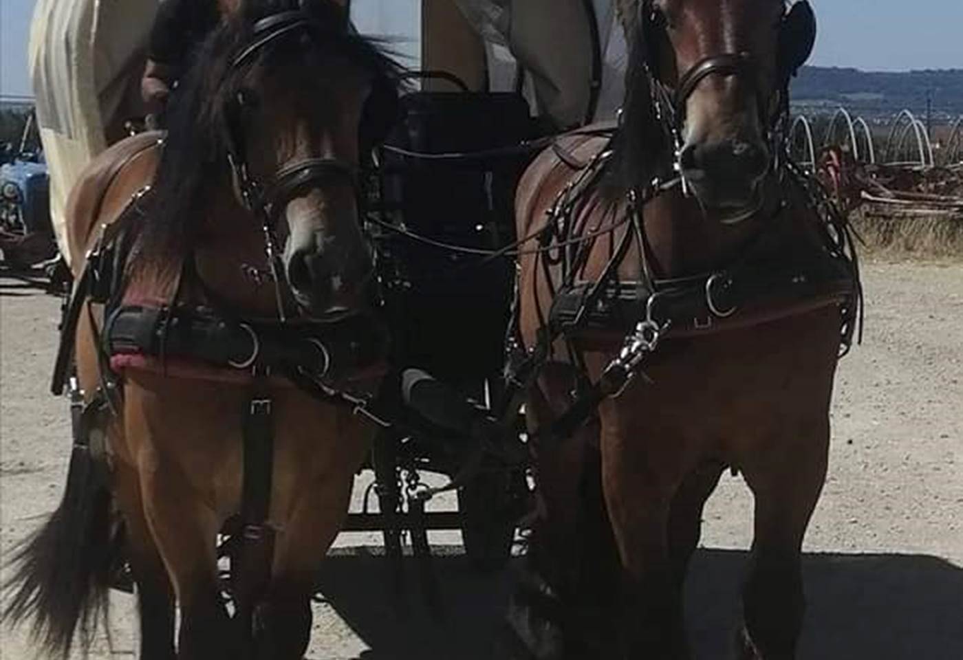 320733628_2057476874462818_257887706135164434_n